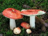 Russula rosea 