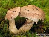 Suillus viscidus