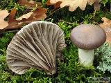 Gomphidius glutinosus