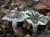 Tricholoma sciodes 