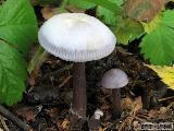 Mycena pura f. ianthina