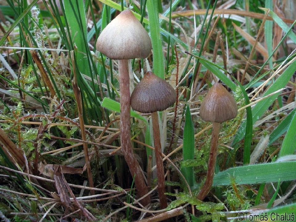 Psilocybe Semilanceata Lysohlavka Kopinata Myko Cz