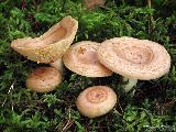 Lactarius chrysorrheus 