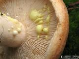 Lactarius chrysorrheus 