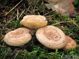 Lactarius chrysorrheus 