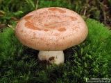 Lactarius chrysorrheus 