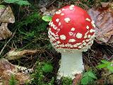 Amanita muscaria 