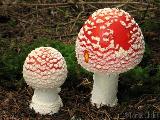 Amanita muscaria 