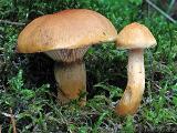 Chroogomphus helveticus
