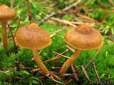 Cortinarius semisanguineus 