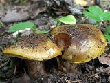 Cortinarius aureopulverulentus