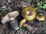 Cortinarius aureopulverulentus 