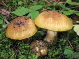 Cortinarius aureopulverulentus 