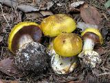 Cortinarius aureopulverulentus 