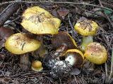 Cortinarius aureopulverulentus 