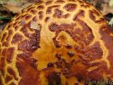 Pholiota jahnii 