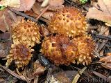 Pholiota jahnii