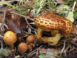 Pholiota jahnii