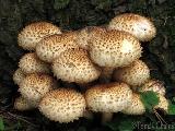 Pholiota squarrosa 