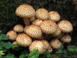 Pholiota squarrosa 