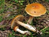 Cortinarius vibratilis