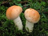 Hygrophorus pudorinus