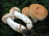 Hygrophorus pudorinus