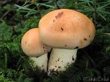 Hygrophorus pudorinus