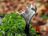 Xylaria hypoxylon 