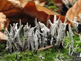 Xylaria hypoxylon 