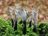 Xylaria hypoxylon 