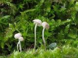 Mycena hiemalis 