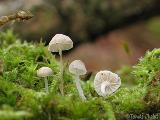 Mycena hiemalis 