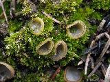 Trichophaea hemisphaerioides 