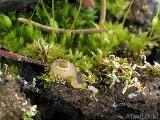 Trichophaea hemisphaerioides 