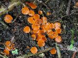 Byssonectria fusispora 