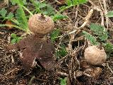 Geastrum schmidelii 