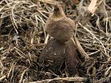 Geastrum schmidelii