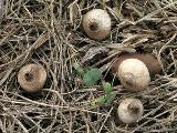 Geastrum schmidelii 