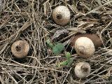 Geastrum schmidelii