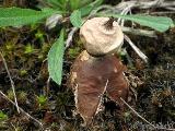 Geastrum schmidelii 