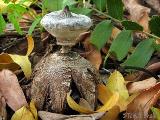 Geastrum striatum 