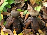 Geastrum fornicatum 