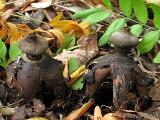 Geastrum fornicatum 