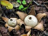 Geastrum lageniforme 