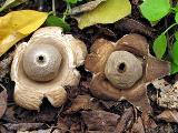 Geastrum lageniforme