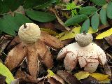 Geastrum berkeleyi