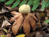 Geastrum berkeleyi