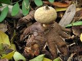 Geastrum berkeleyi 