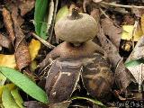 Geastrum berkeleyi 